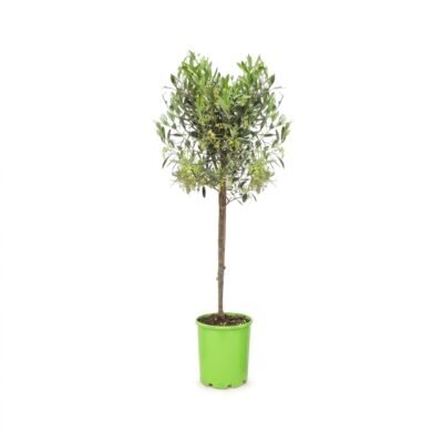 Olijfboom op stam 100 cm - zonnige terrasplant