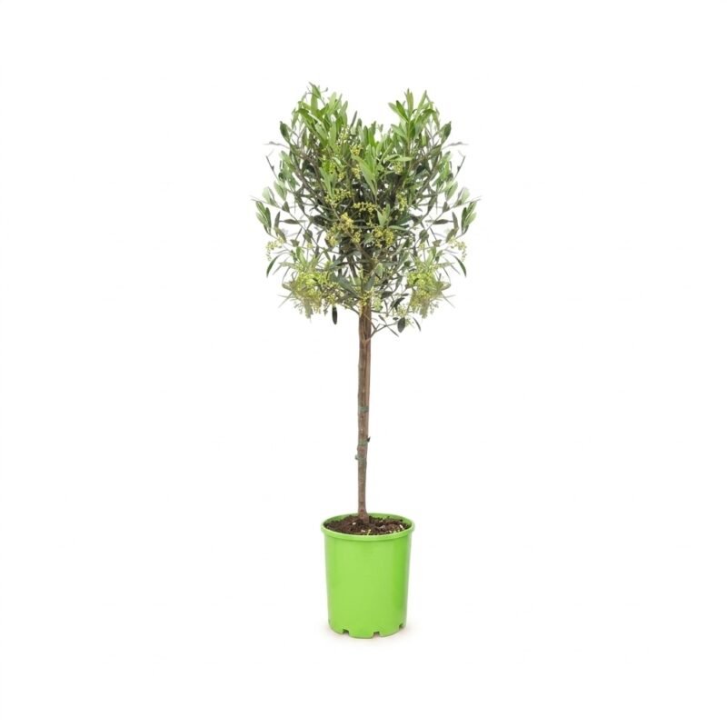 Olijfboom op stam van circa 100 cm met compacte bolkroon en zilvergroen blad in kweekpot maat 19
