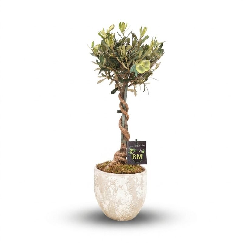 Olea op stam arrangement