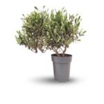 Olea struik