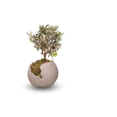 Olea struik arrangement