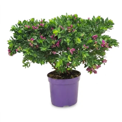 Polygala struik 45 cm - potmaat 20