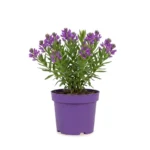 Polygala struik 60 cm - potmaat 23