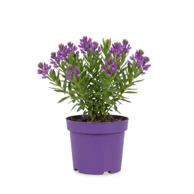 Polygala struik 60 cm - potmaat 23