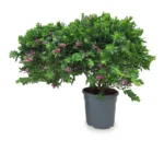 Polygala struik 70 cm - potmaat 30