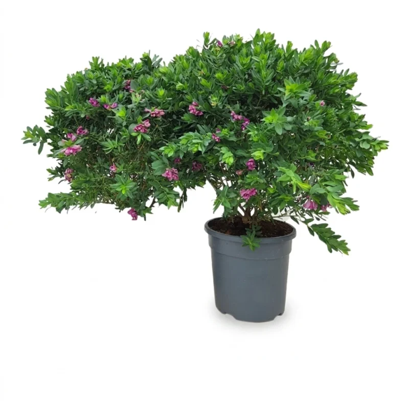Polygala struik 70 cm - potmaat 30