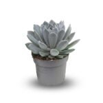 Pachyphytum Draco