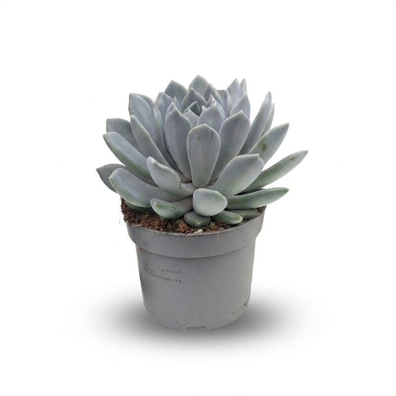 Pachyphytum Draco