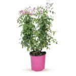 Pandorea jasminoides piramide 80 cm - getraind