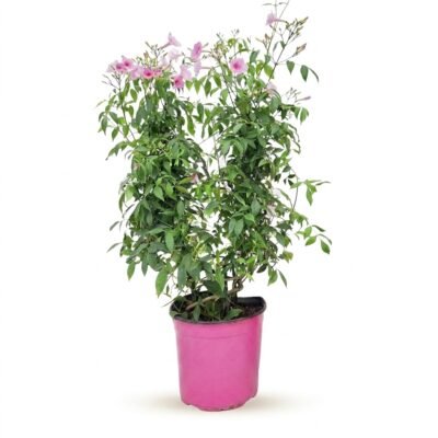 Pandorea jasminoides piramide 80 cm - getraind