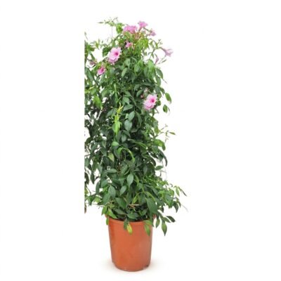 Pandorea jasminoides piramide