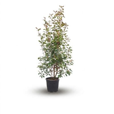 Photinia Red Robin struik