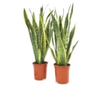 Sansevieria Laurentii