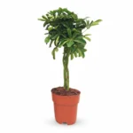 Schefflera Compacta 70 cm - gevlochten stam, pot 19