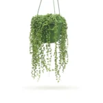 Senecio rowleyanus hang