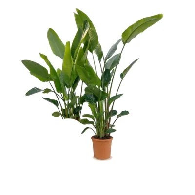 Strelitzia nicolai 5-6 per pot