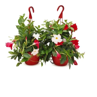 Sundaville hang bicolor