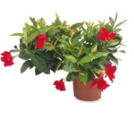 Sundaville struik rood