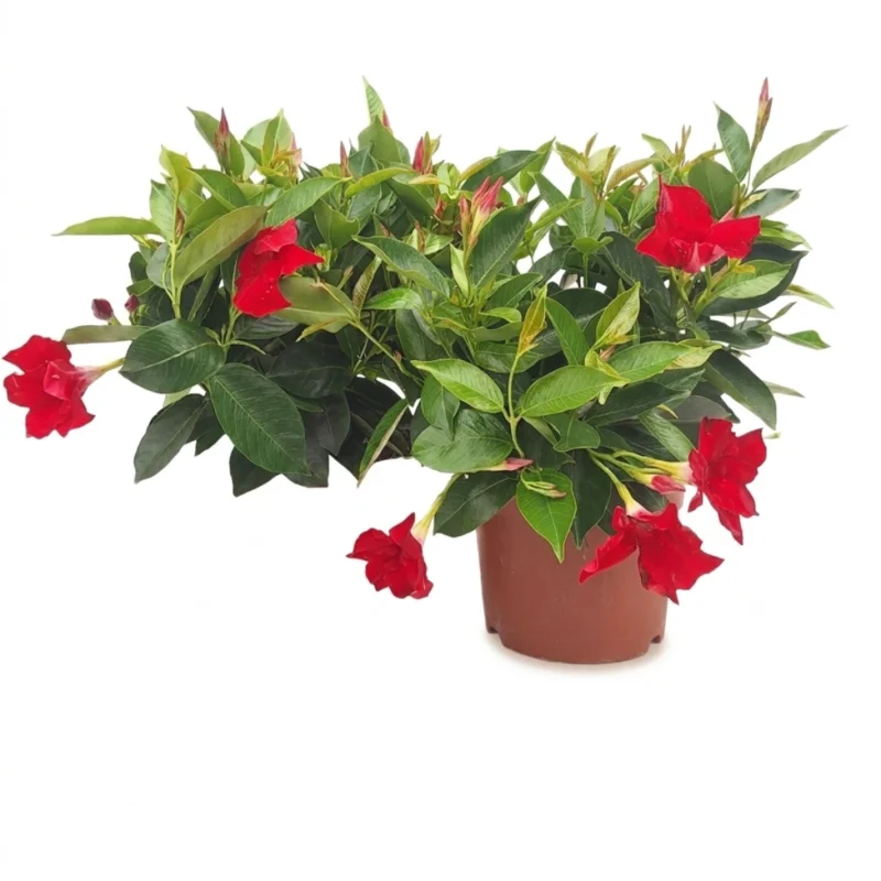Sundaville struik rood