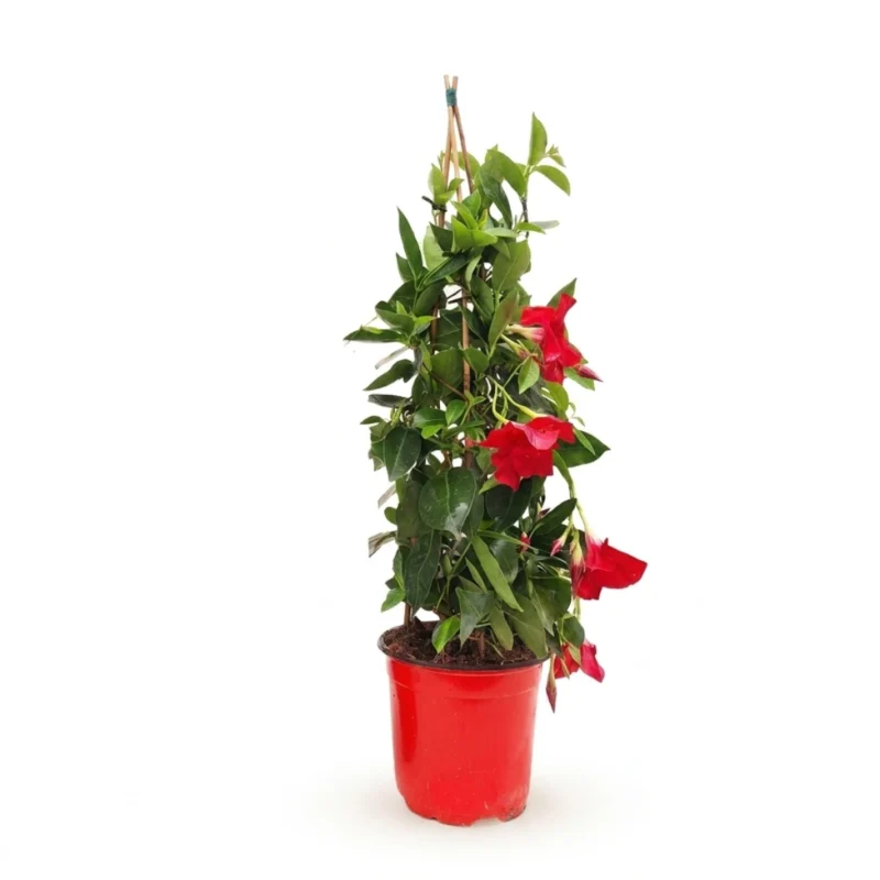 Sundaville piramide rood