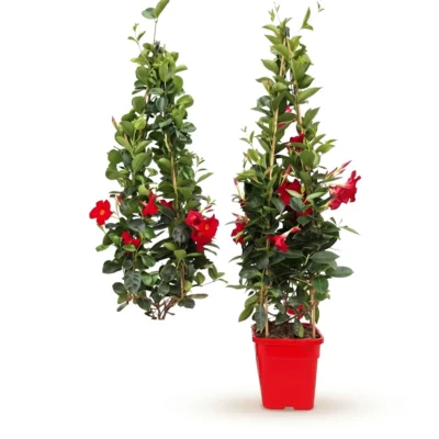 Sundaville piramide rood 100 cm - pot 20 cm