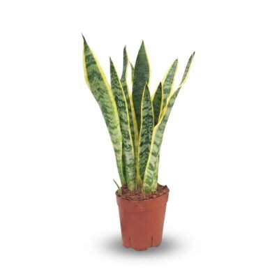 Sansevieria Laurentii