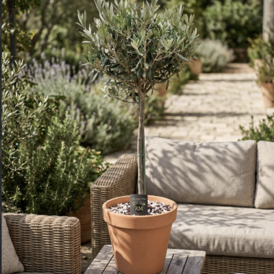 Mediterrane buitenplant in terracotta pot - afbeelding 2