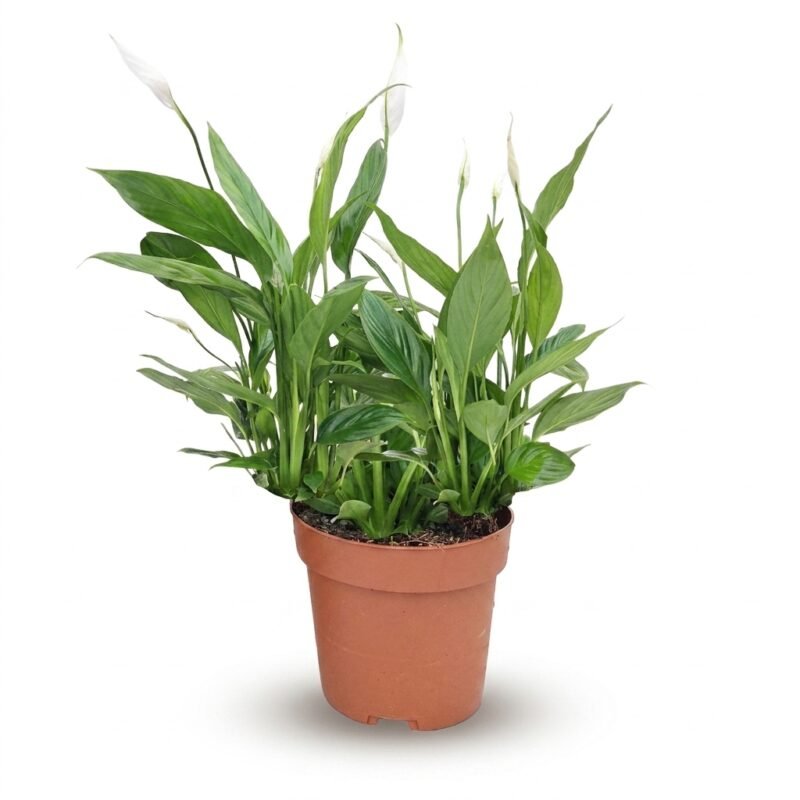 Spathiphyllum Alana