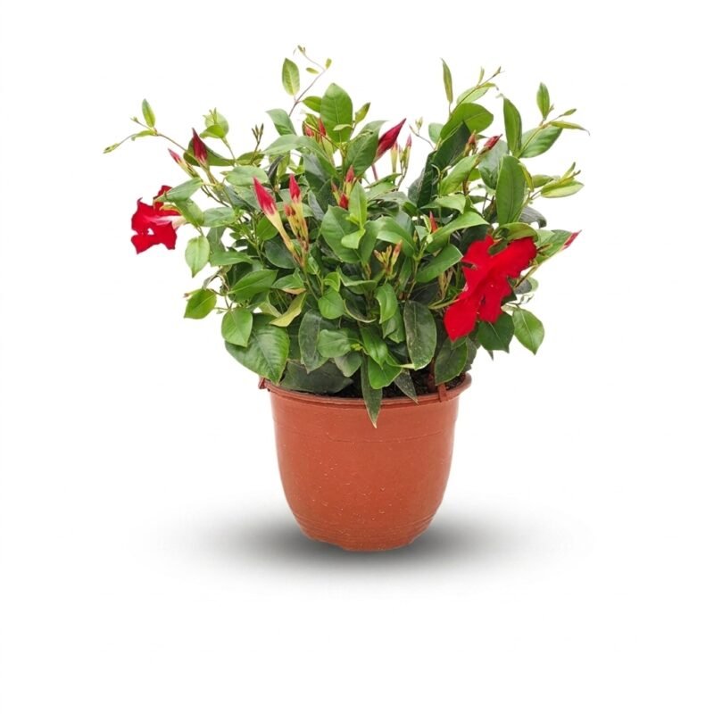 Sundaville hang rood 50 cm - pot 22 cm
