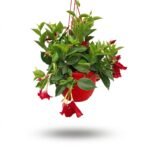 Sundaville hang rood 50 cm - potmaat 22