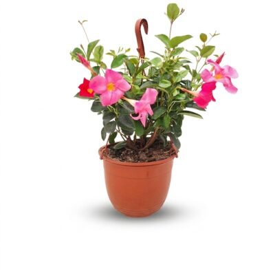 Sundaville hang roze 50 cm - potmaat 22