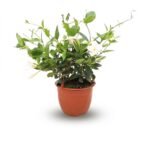 Sundaville hang wit 50 cm - potmaat 22