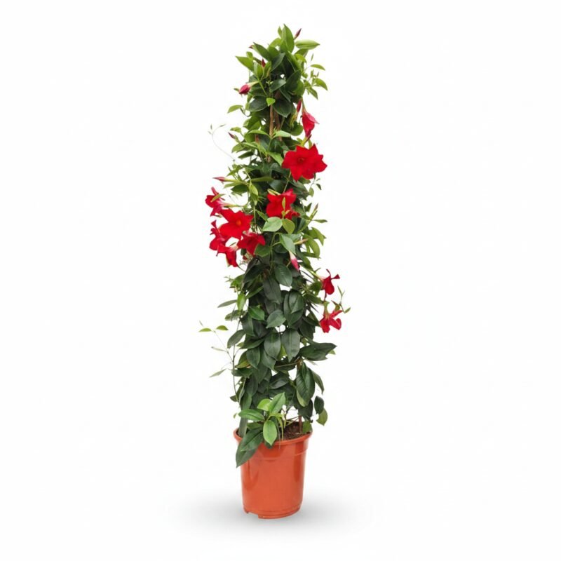 Sundaville piramide rood 100 cm - klimplant op rek