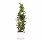 Sundaville piramide square wit