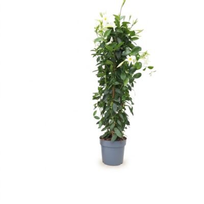 Sundaville piramide wit 110 cm - potmaat 24