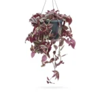 Tradescantia zebrina hang