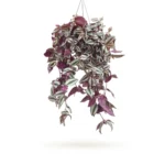Tradescantia zebrina hang