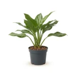 Aglaonema – Stam