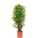 Sterjasmijn – jasminoides – Stam