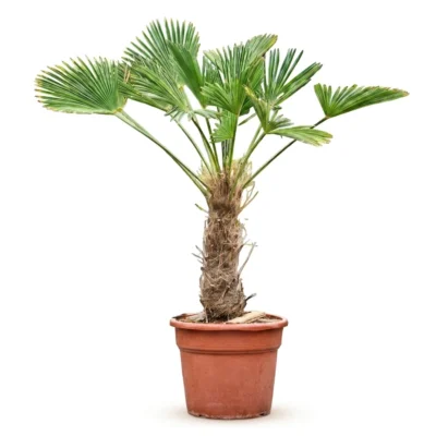 Trachycarpus Wagnerianus Waaierpalm Winterharde Palm voor Buiten