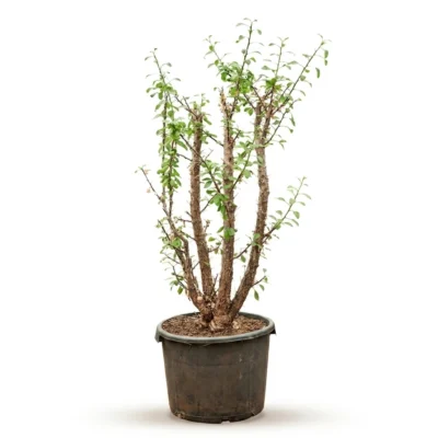 Ocotillo (Fouquieria splendens Vertakt)