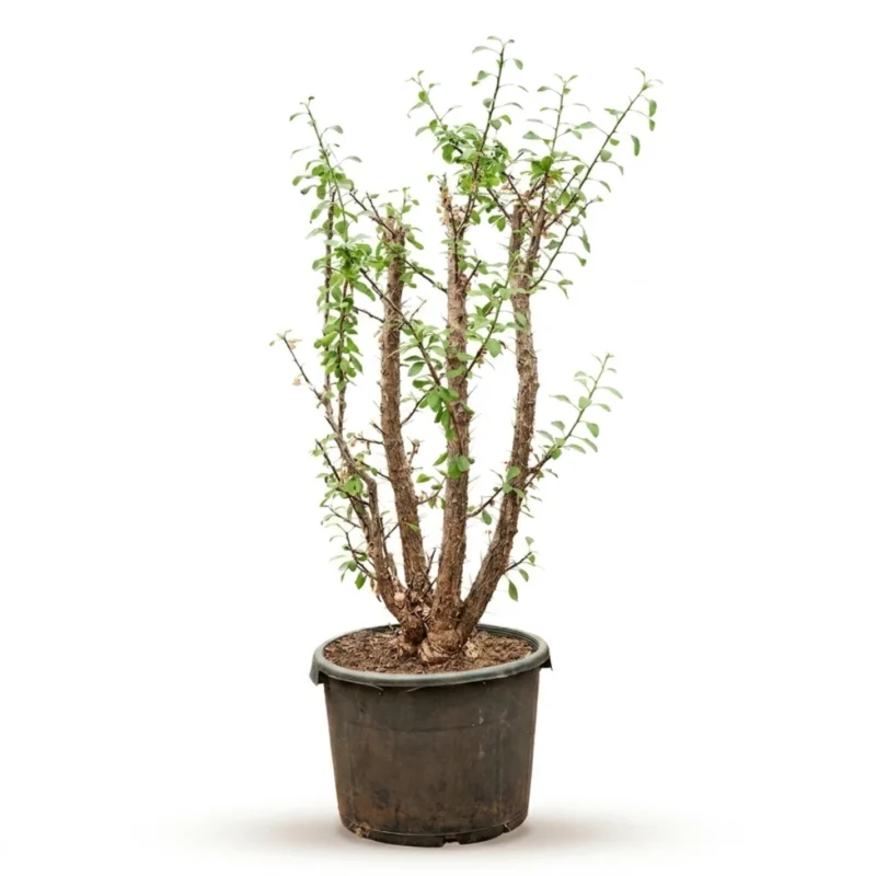 Ocotillo (Fouquieria splendens Vertakt)