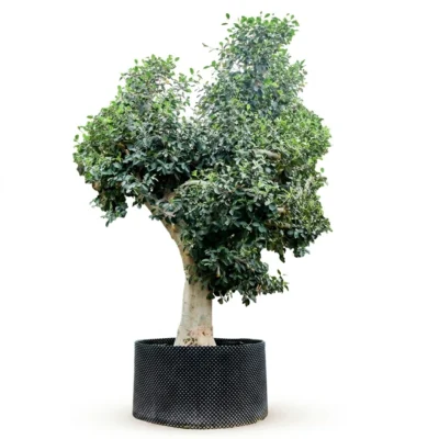 Roestbladige Vijg 'Australis' Stam (Ficus rubiginosa)