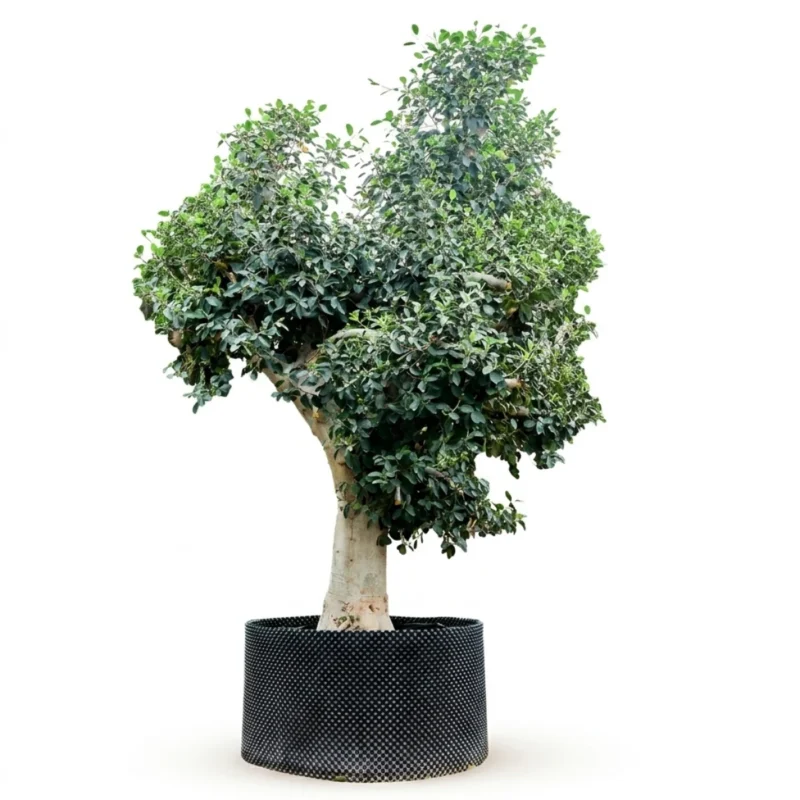 Roestbladige Vijg 'Australis' Stam (Ficus rubiginosa)