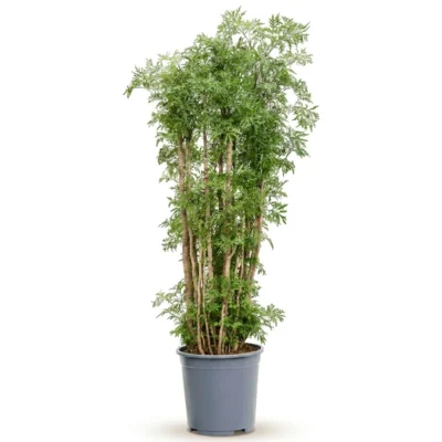 Aralia 'Ming' Vertakt (Polyscias fruticosa)