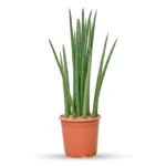 Sansevieria cylindrica 'Spikes' Toef