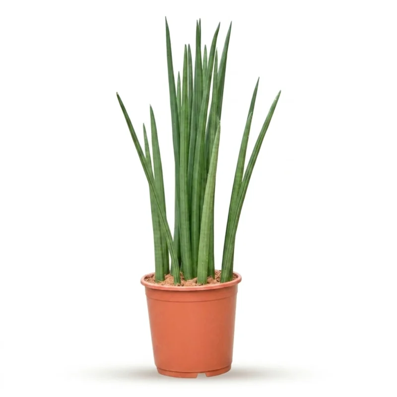 Sansevieria kopen bij Plantscount