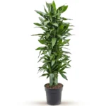 Drakenbloedboom 'Janet Lind' Vertakt-multi (Dracaena fragrans)