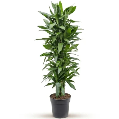Drakenbloedboom 'Janet Lind' Vertakt-multi (Dracaena fragrans)