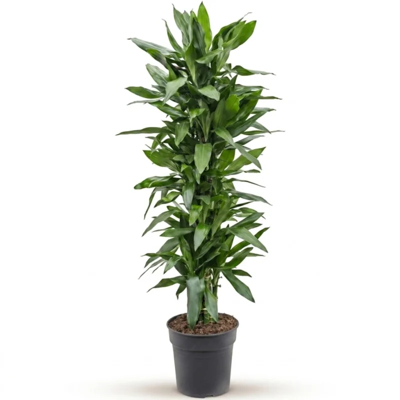 Dracaena Fragrans kopen bij Plantscount
